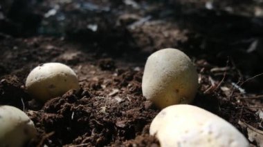 organik patatesler tarlada yatıyor