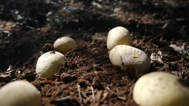 Bio Kartoffeln Liegen Auf Dem Feld — Stockvideo