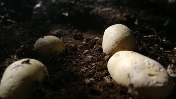Organic Potatoes Lie Field — Stock Video