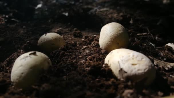 Organik Patatesler Tarlada Yatıyor — Stok video