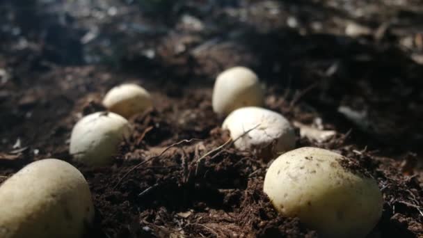 Organic Potatoes Lie Field — Stock Video