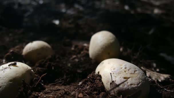 有机土豆躺在田里 — 图库视频影像