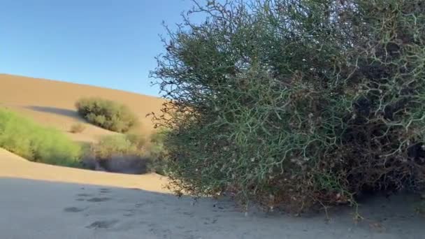 Krajina Smrt Údolí Národní Park Mojave Písečné Duny Poušť Krajina — Stock video