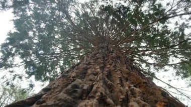 Redwood Ulusal Parkı, Birleşik Devletler. Kamera, Sekoyaların devasa gövdeleri arasında hareket ediyor. Kaliforniya 'da Sierra Nevada Panorama' da. Yosemite Ulusal Parkı 'ndaki Mariposa Korusu' ndaki Sequoias..