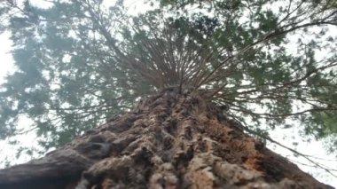 Redwood Ulusal Parkı, Birleşik Devletler. Kamera, Sekoyaların devasa gövdeleri arasında hareket ediyor. Kaliforniya 'da Sierra Nevada Panorama' da. Yosemite Ulusal Parkı 'ndaki Mariposa Korusu' ndaki Sequoias..