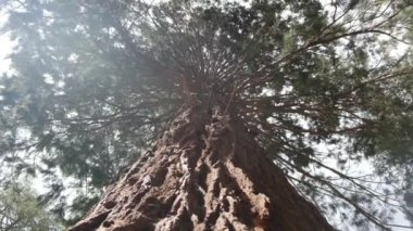 Redwood Ulusal Parkı, Birleşik Devletler. Kamera, Sekoyaların devasa gövdeleri arasında hareket ediyor. Kaliforniya 'da Sierra Nevada Panorama' da. Yosemite Ulusal Parkı 'ndaki Mariposa Korusu' ndaki Sequoias..