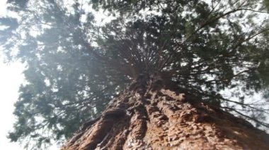 Redwood Ulusal Parkı, Birleşik Devletler. Kamera, Sekoyaların devasa gövdeleri arasında hareket ediyor. Kaliforniya 'da Sierra Nevada Panorama' da. Yosemite Ulusal Parkı 'ndaki Mariposa Korusu' ndaki Sequoias..