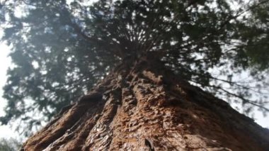 Redwood Ulusal Parkı, Birleşik Devletler. Kamera, Sekoyaların devasa gövdeleri arasında hareket ediyor. Kaliforniya 'da Sierra Nevada Panorama' da. Yosemite Ulusal Parkı 'ndaki Mariposa Korusu' ndaki Sequoias..