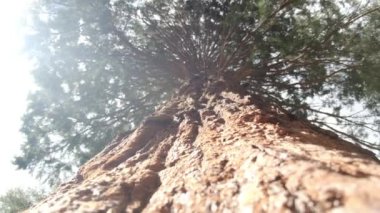 Redwood Ulusal Parkı, Birleşik Devletler. Kamera, Sekoyaların devasa gövdeleri arasında hareket ediyor. Kaliforniya 'da Sierra Nevada Panorama' da. Yosemite Ulusal Parkı 'ndaki Mariposa Korusu' ndaki Sequoias..