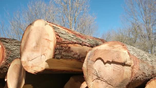 View Deforestation Illegal Logging Forest Cutting Trees Stacks Cut Wood — Stock Video