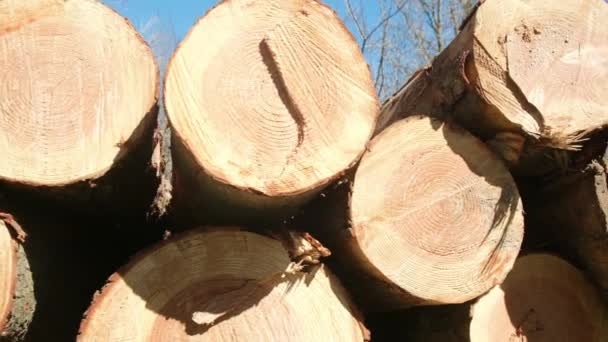 Ormanların Tahrip Edilmesi Yasadışı Ağaç Kesimi Ağaç Kesiyorum Kesik Odun — Stok video