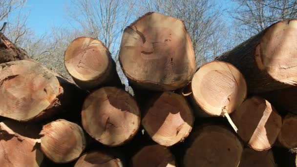 森林砍伐和非法砍伐的观点 砍树一堆堆锯成的木头木材原木 木材采伐 森林遭到破坏 生态和环境概念 — 图库视频影像
