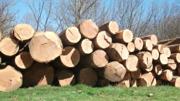 森林伐採や違法伐採の様子 木を切る カットされた木の積み重ね 木材のログ 木材の伐採 森林破壊について エコロジーと環境コンセプト — ストック動画