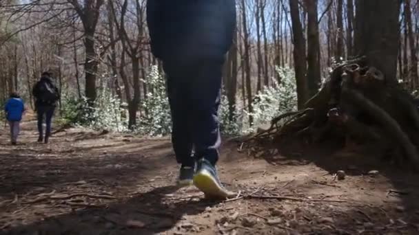 Familia Caminando Por Bosque Día Soleado Contacto Con Naturaleza Bienestar — Vídeo de stock