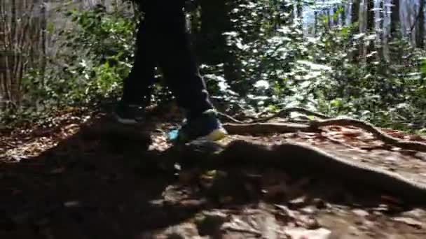 在阳光明媚的日子里 一家人在森林里散步 与大自然的健康接触 — 图库视频影像