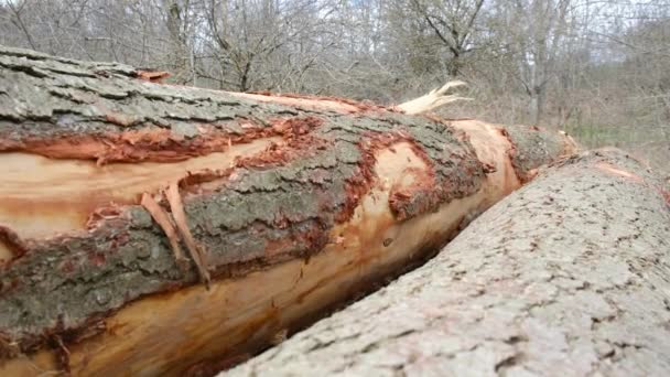 Vista Della Deforestazione Del Disboscamento Illegale Nella Foresta Tagliare Alberi — Video Stock