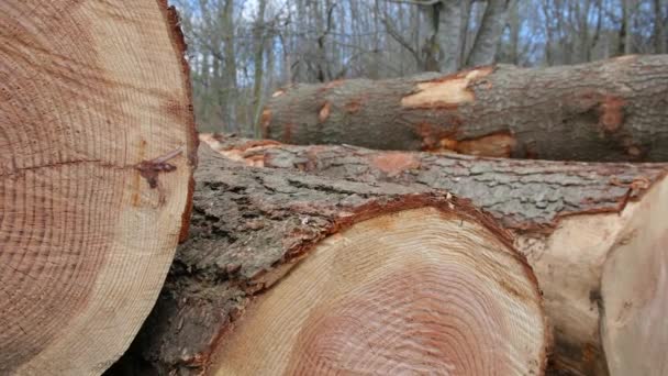 森林砍伐和非法砍伐的观点 砍树一堆堆锯成的木头木材原木 木材采伐 森林遭到破坏 生态和环境概念 — 图库视频影像