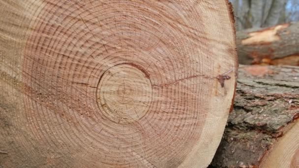 Ormanların Tahrip Edilmesi Yasadışı Ağaç Kesimi Ağaç Kesiyorum Kesik Odun — Stok video