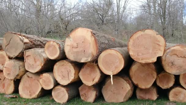 Pohled Odlesňování Nelegální Těžbu Dřeva Lese Kácím Stromy Hromádky Řeziva — Stock video