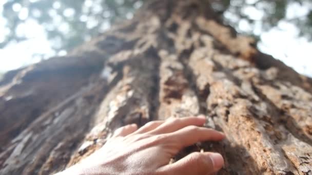 Dotykając Drzewa Lesie — Wideo stockowe