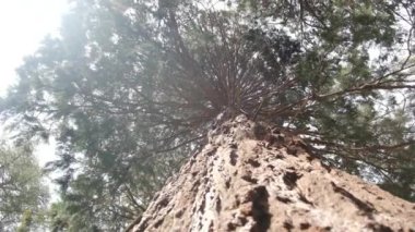Redwood Ulusal Parkı, Birleşik Devletler. Kamera, Sekoyaların devasa gövdeleri arasında hareket ediyor. Kaliforniya 'da Sierra Nevada Panorama' da. Yosemite Ulusal Parkı 'ndaki Mariposa Korusu' ndaki Sequoias..