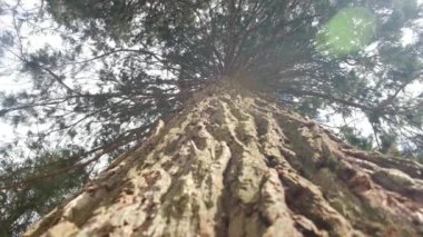Redwood Ulusal Parkı, Birleşik Devletler. Kamera, Sekoyaların devasa gövdeleri arasında hareket ediyor. Kaliforniya 'da Sierra Nevada Panorama' da. Yosemite Ulusal Parkı 'ndaki Mariposa Korusu' ndaki Sequoias..