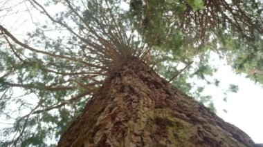 Redwood Ulusal Parkı, Birleşik Devletler. Kamera, Sekoyaların devasa gövdeleri arasında hareket ediyor. Kaliforniya 'da Sierra Nevada Panorama' da. Yosemite Ulusal Parkı 'ndaki Mariposa Korusu' ndaki Sequoias..