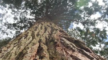 Redwood Ulusal Parkı, Birleşik Devletler. Kamera, Sekoyaların devasa gövdeleri arasında hareket ediyor. Kaliforniya 'da Sierra Nevada Panorama' da. Yosemite Ulusal Parkı 'ndaki Mariposa Korusu' ndaki Sequoias..