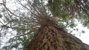 Redwood Ulusal Parkı, Birleşik Devletler. Kamera, Sekoyaların devasa gövdeleri arasında hareket ediyor. Kaliforniya 'da Sierra Nevada Panorama' da. Yosemite Ulusal Parkı 'ndaki Mariposa Korusu' ndaki Sequoias..