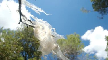 Plastik bir torba bir ağacın tacına sıkıştı ve rüzgarda dalgalanıyor.