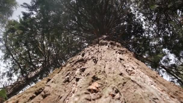 Национальный Парк Редвуд Сша Камера Движется Между Огромными Стволами Секвойи — стоковое видео