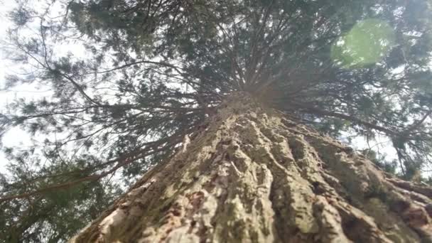 红杉国家公园 相机在巨大的红杉树干之间移动 加州内华达山脉的全景 约塞米蒂国家公园Mariposa森林的红杉 — 图库视频影像
