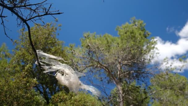 ビニール袋は風に木やフラッターの冠に詰まっています — ストック動画