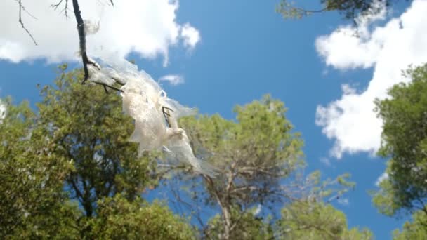 Пластиковый Пакет Застрял Короне Дерева Развевается Ветру — стоковое видео