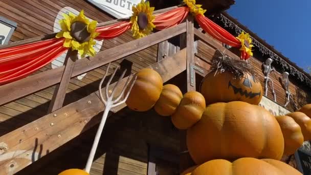 Grandi Zucche Arancioni Letto Paglia — Video Stock