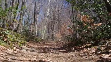 Boş bir yol ve güneşli bir sonbahar gününde sarı yapraklı karışık bir ormandan geçmek. Sonbahar ormanında sabah.