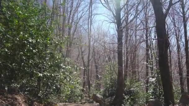 Prázdná Cesta Procházející Smíšeným Lesem Žlutým Listím Slunečného Podzimního Dne — Stock video