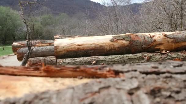 Vista Deforestación Tala Ilegal Bosque Cortando Árboles Montones Madera Cortada — Vídeos de Stock