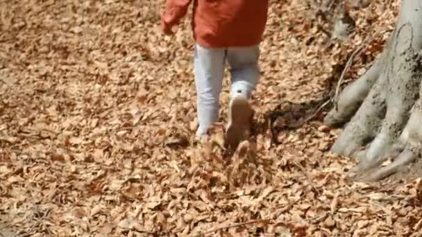 Bambino Esplora Passeggiate Attraverso Foresta — Video Stock