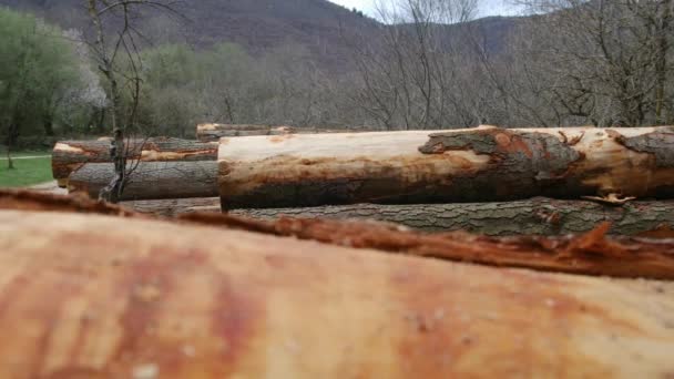Vista Desmatamento Exploração Madeireira Ilegal Floresta Cortar Árvores Pilhas Madeira — Vídeo de Stock
