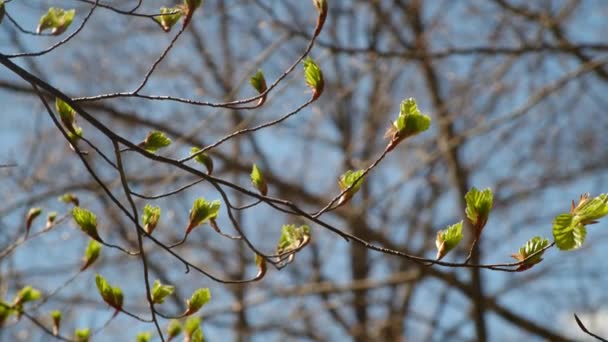 Listnaté Stromy Vytlačují První Zelené Listy Zimě Jaro První Zelené — Stock video