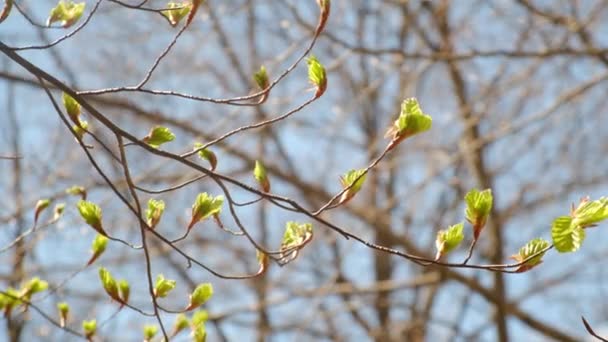 Árvores Caducas Colocar Para Fora Primeiras Folhas Verdes Após Inverno — Vídeo de Stock
