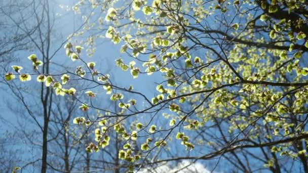 落叶树产下冬季后的第一片绿叶 春天的第一片绿叶重生的概念大自然唤醒春天的环境 — 图库视频影像