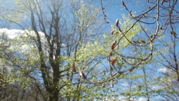 Listnaté Stromy Vytlačují První Zelené Listy Zimě Jaro První Zelené — Stock video