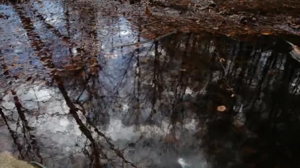 小さな滝のある秋の森の朝 — ストック動画