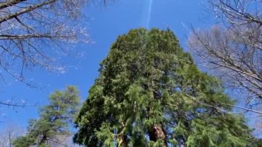 Redwood Ulusal Parkı, Birleşik Devletler. Kamera, Sekoyaların devasa gövdeleri arasında hareket ediyor. Kaliforniya 'da Sierra Nevada Panorama' da. Yosemite Ulusal Parkı 'ndaki Mariposa Korusu' ndaki Sequoias..