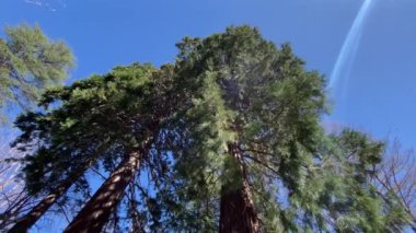 Redwood Ulusal Parkı, Birleşik Devletler. Kamera, Sekoyaların devasa gövdeleri arasında hareket ediyor. Kaliforniya 'da Sierra Nevada Panorama' da. Yosemite Ulusal Parkı 'ndaki Mariposa Korusu' ndaki Sequoias..