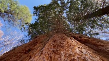 Redwood Ulusal Parkı, Birleşik Devletler. Kamera, Sekoyaların devasa gövdeleri arasında hareket ediyor. Kaliforniya 'da Sierra Nevada Panorama' da. Yosemite Ulusal Parkı 'ndaki Mariposa Korusu' ndaki Sequoias..