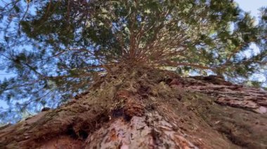Redwood Ulusal Parkı, Birleşik Devletler. Kamera, Sekoyaların devasa gövdeleri arasında hareket ediyor. Kaliforniya 'da Sierra Nevada Panorama' da. Yosemite Ulusal Parkı 'ndaki Mariposa Korusu' ndaki Sequoias..