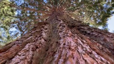 Redwood Ulusal Parkı, Birleşik Devletler. Kamera, Sekoyaların devasa gövdeleri arasında hareket ediyor. Kaliforniya 'da Sierra Nevada Panorama' da. Yosemite Ulusal Parkı 'ndaki Mariposa Korusu' ndaki Sequoias..